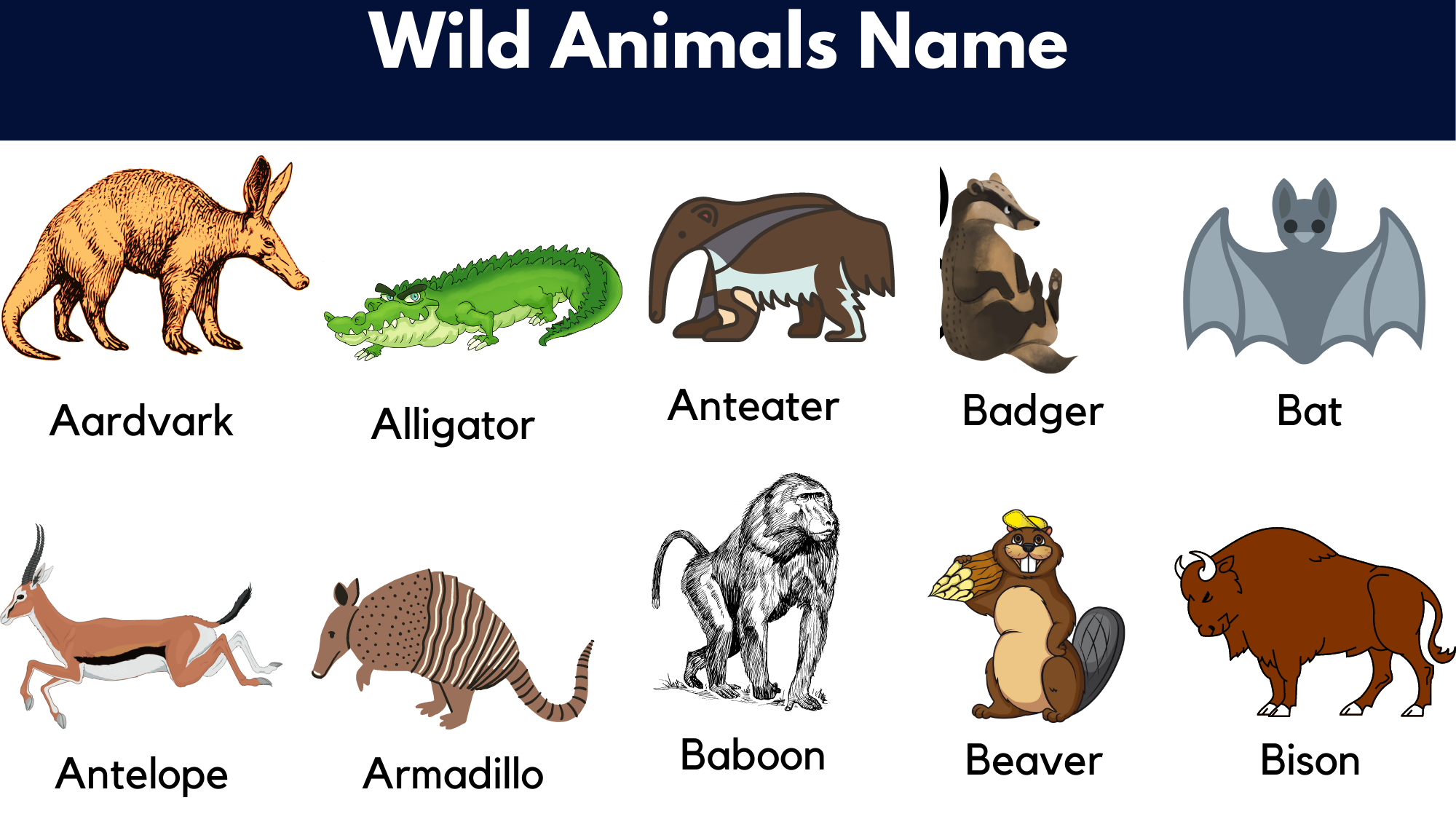 10 Wild Animals Name Wild Animals In English English 54 OFF