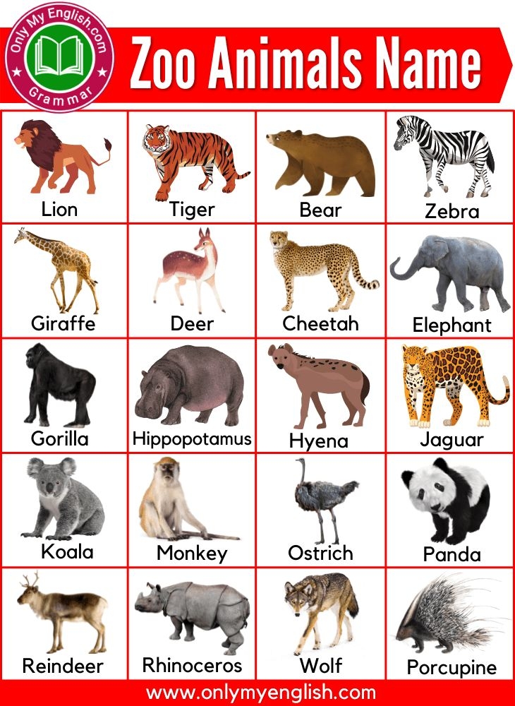100 Most Common Zoo Animals List With Pictures Zoo Animals List Zoo 