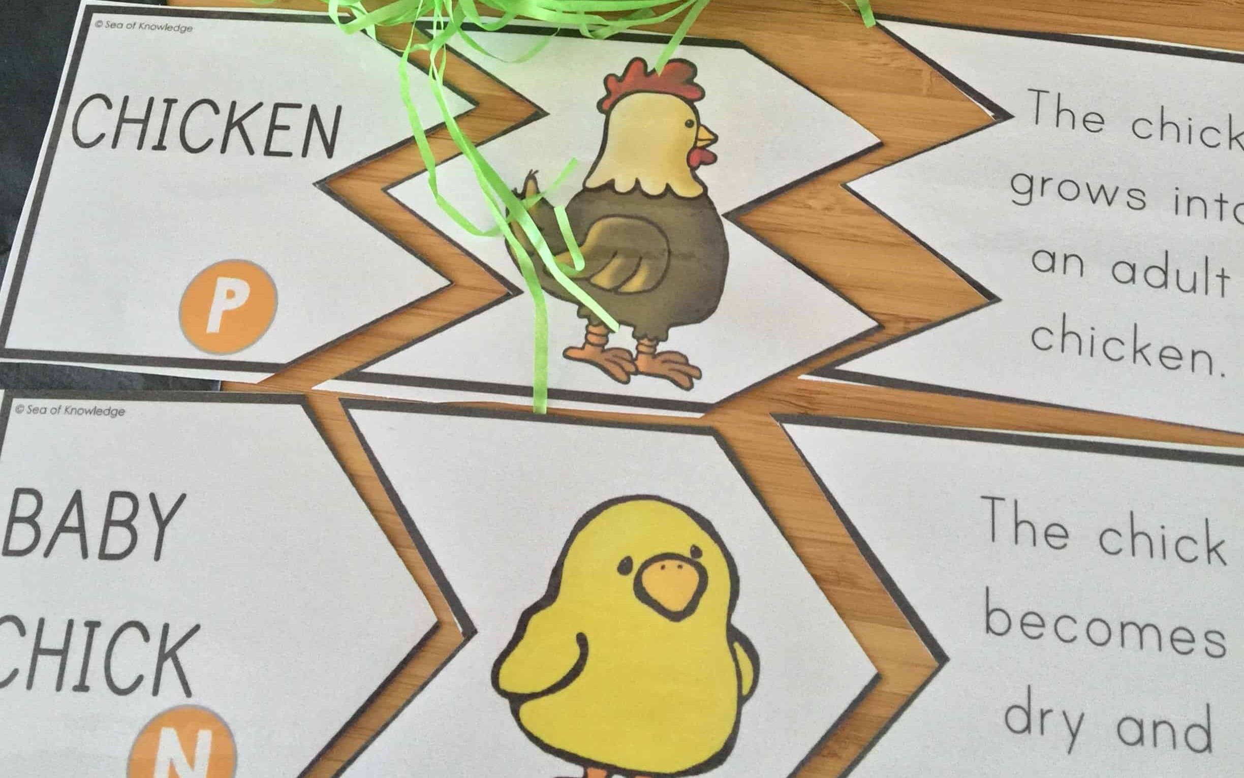 5 Fantastic Activities To Teach Chicken Life Cycle Worksheets Library