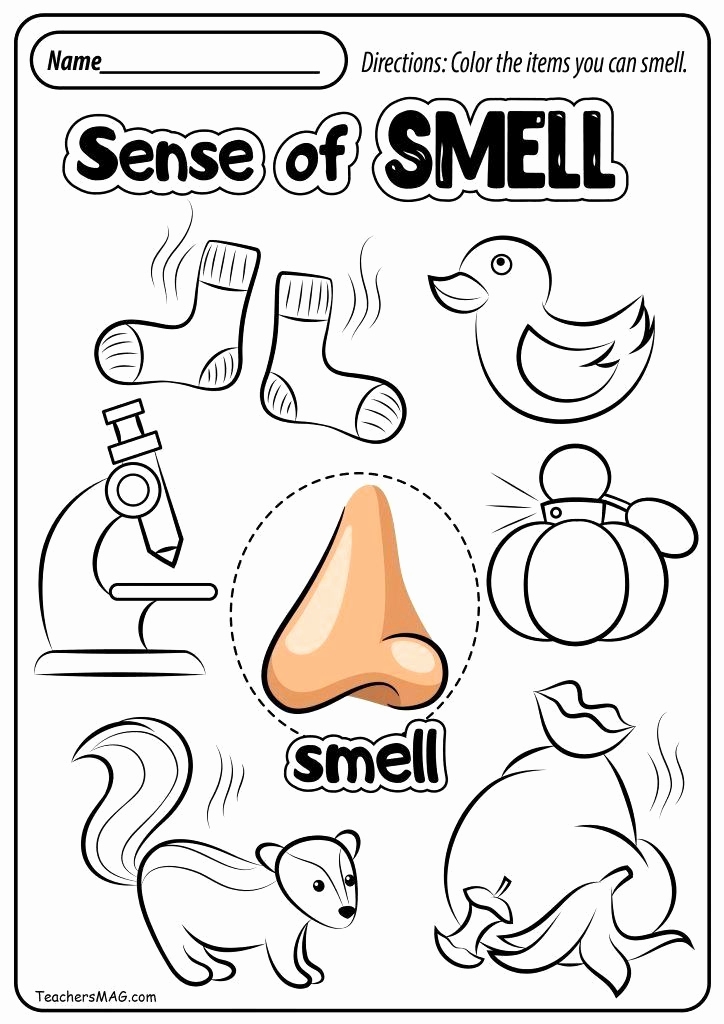 5 Senses Worksheets For Kindergarten Best Of Sense Smell Worksheet Best 