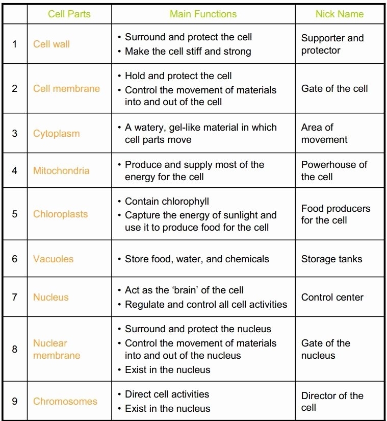 50 Cell Organelles Worksheet Answer Key Chessmuseum Template Library
