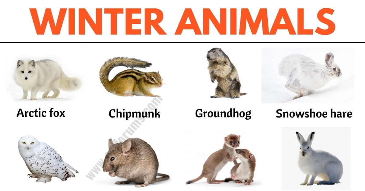 51 Winter Animals List Of Interesting Winter Animals In English ESL 