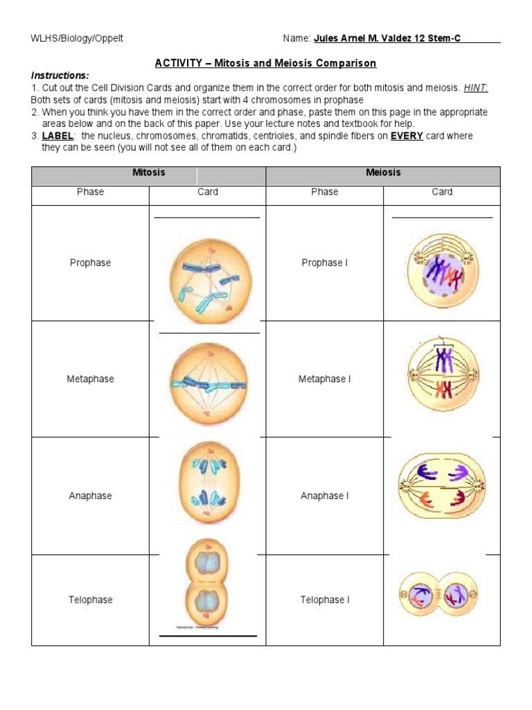 ACTIVITY Mitosis And Meiosis Comparison PDF Meiosis Mitosis