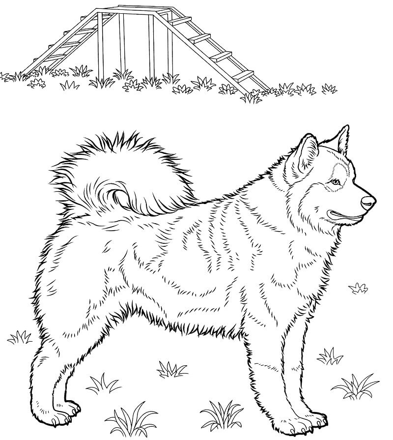 Adorable Husky Coloring Page Free Printable Coloring Pages For Kids