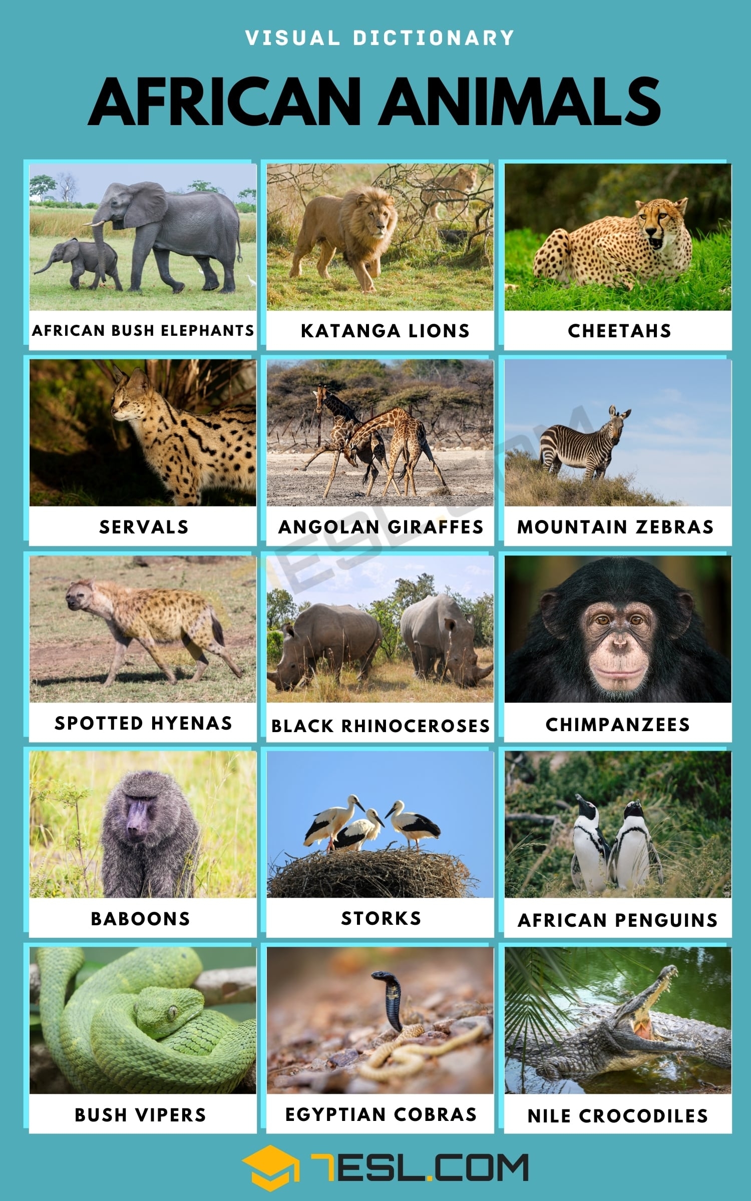 printable pictures of african animals