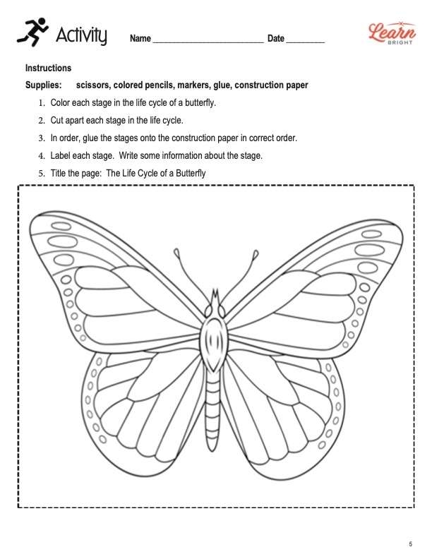 All About Butterflies Worksheets Library