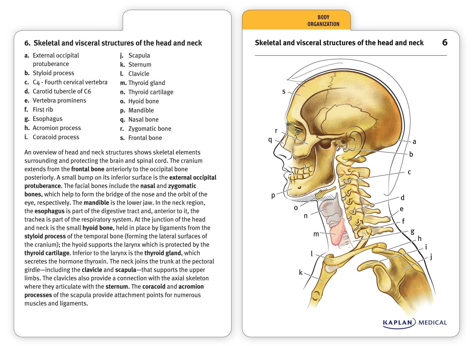 anatomy and physiology printable note cards
