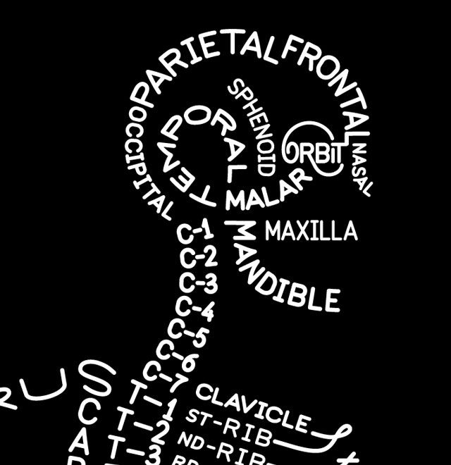 Anatomy Skeleton Word Cards Free Printable Free Printable Templates