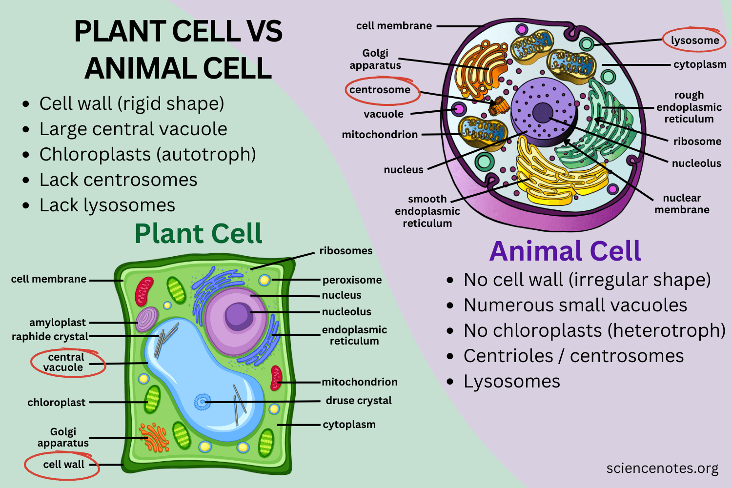 Animal And Plant Cells Worksheet Have Fun Teaching Worksheets Library