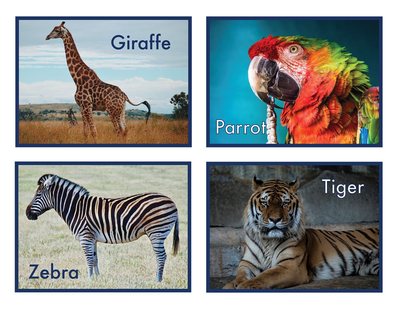 Animal Flash Cards Printable