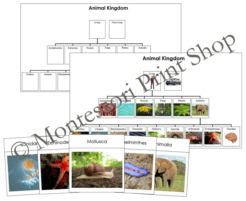 Animal Kingdom Cards Charts Made By Teachers