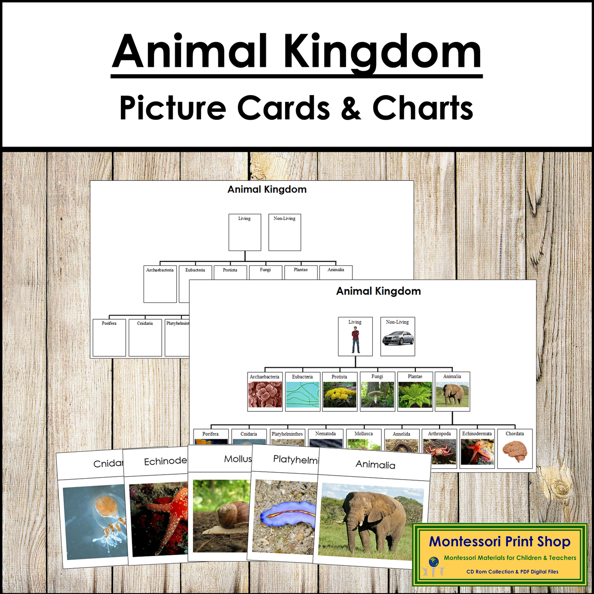 animal kingdom cards printable