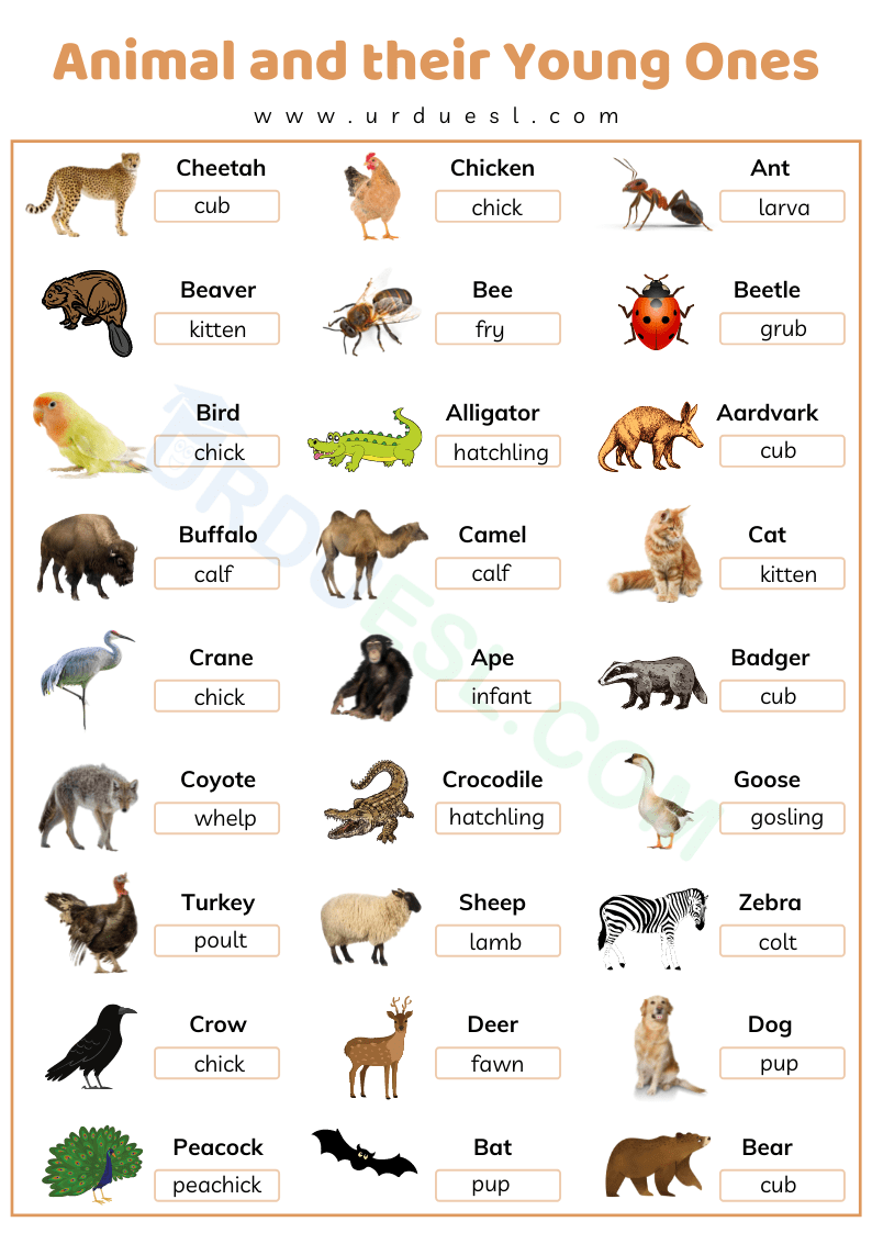 free printable pictures of animals and their young ones