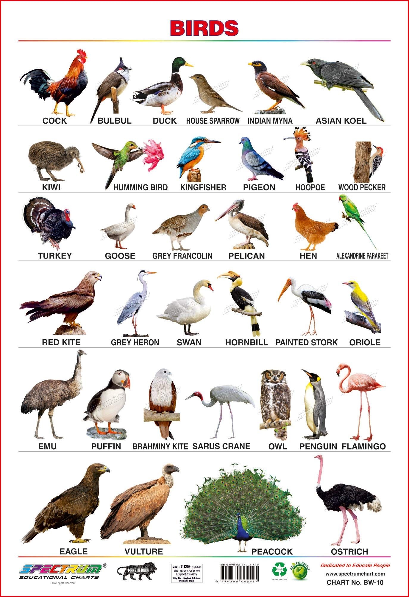 Animals List With Pictures Pdf