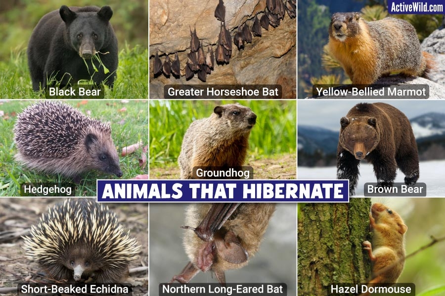 free printable pictures of animals that hibernate