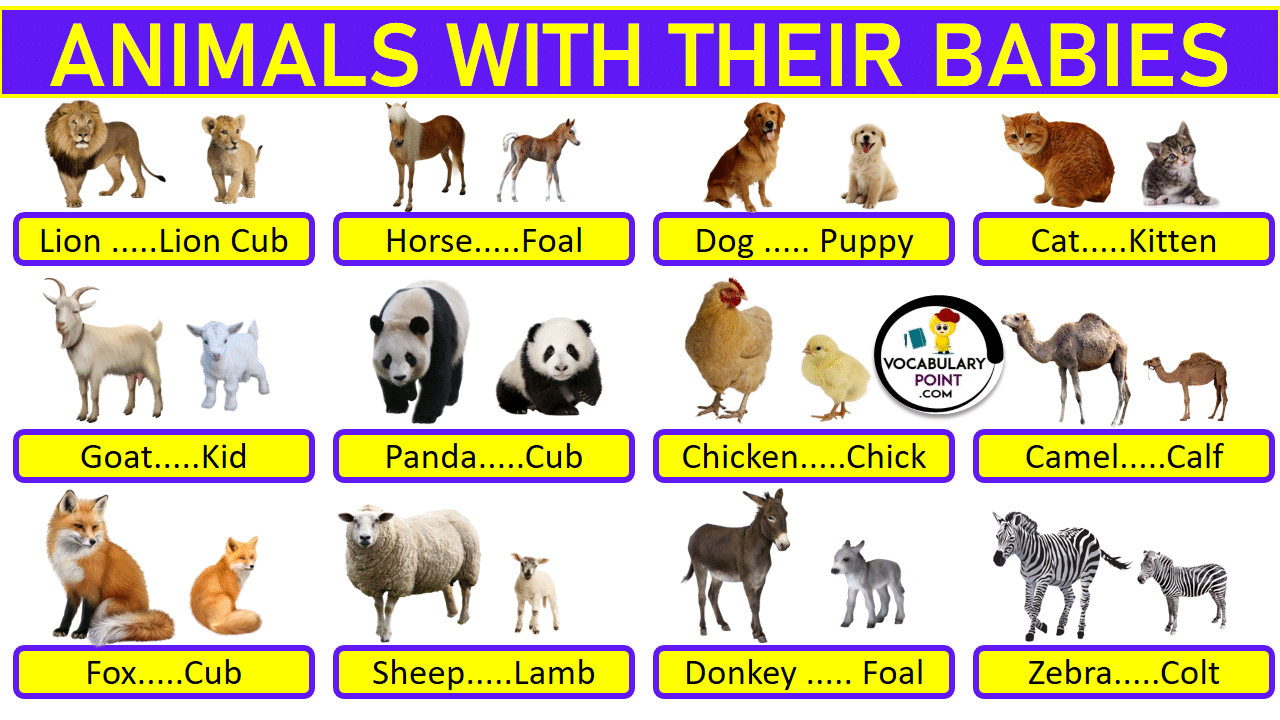 Animals With Their Young Ones Animals And Their Babies Vocabulary Point
