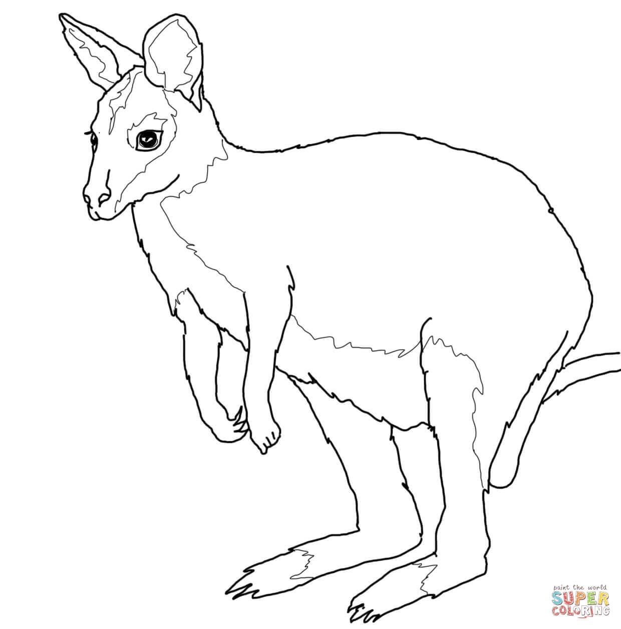 Australian Animals Colouring Pages Brisbane Kids Free Printable 