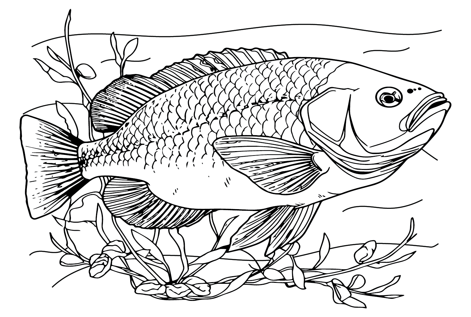 Bass Fish Coloring Page Free Printable Coloring Pages Vrogue co