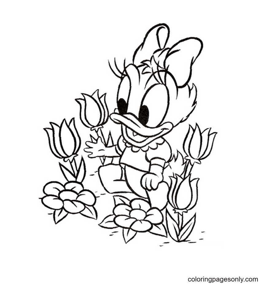 Daisy Duck Coloring Pages
