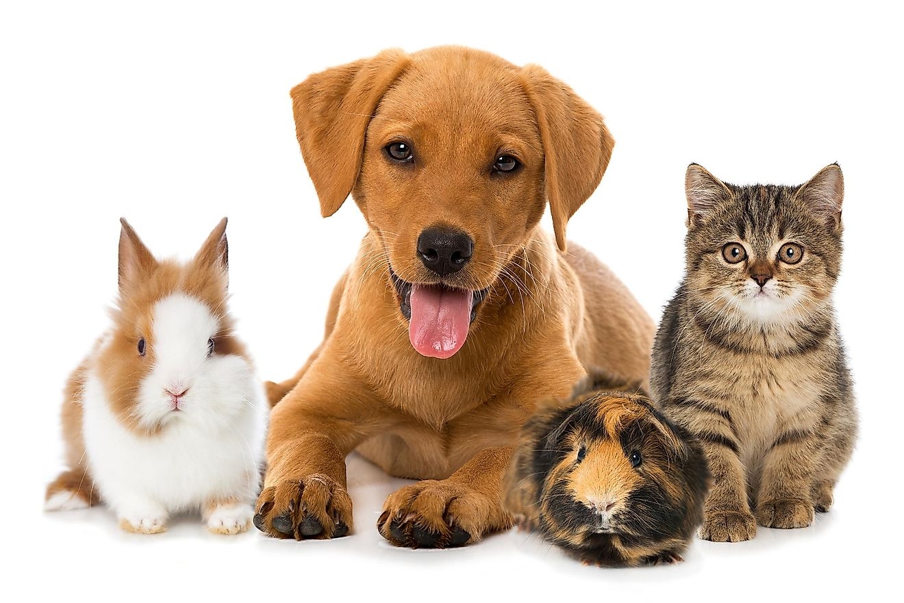pet animals to keep at home