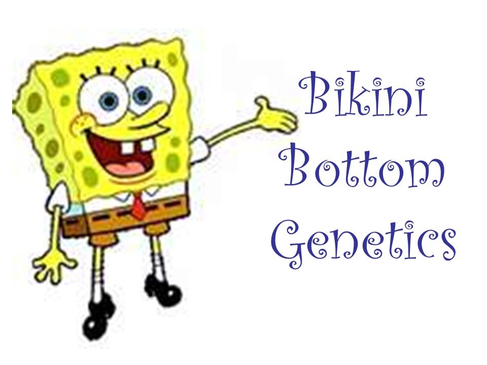 Bikini Bottom Genetics Worksheets Library