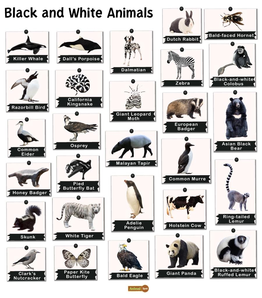 Black And White Animals List Facts Pictures And More