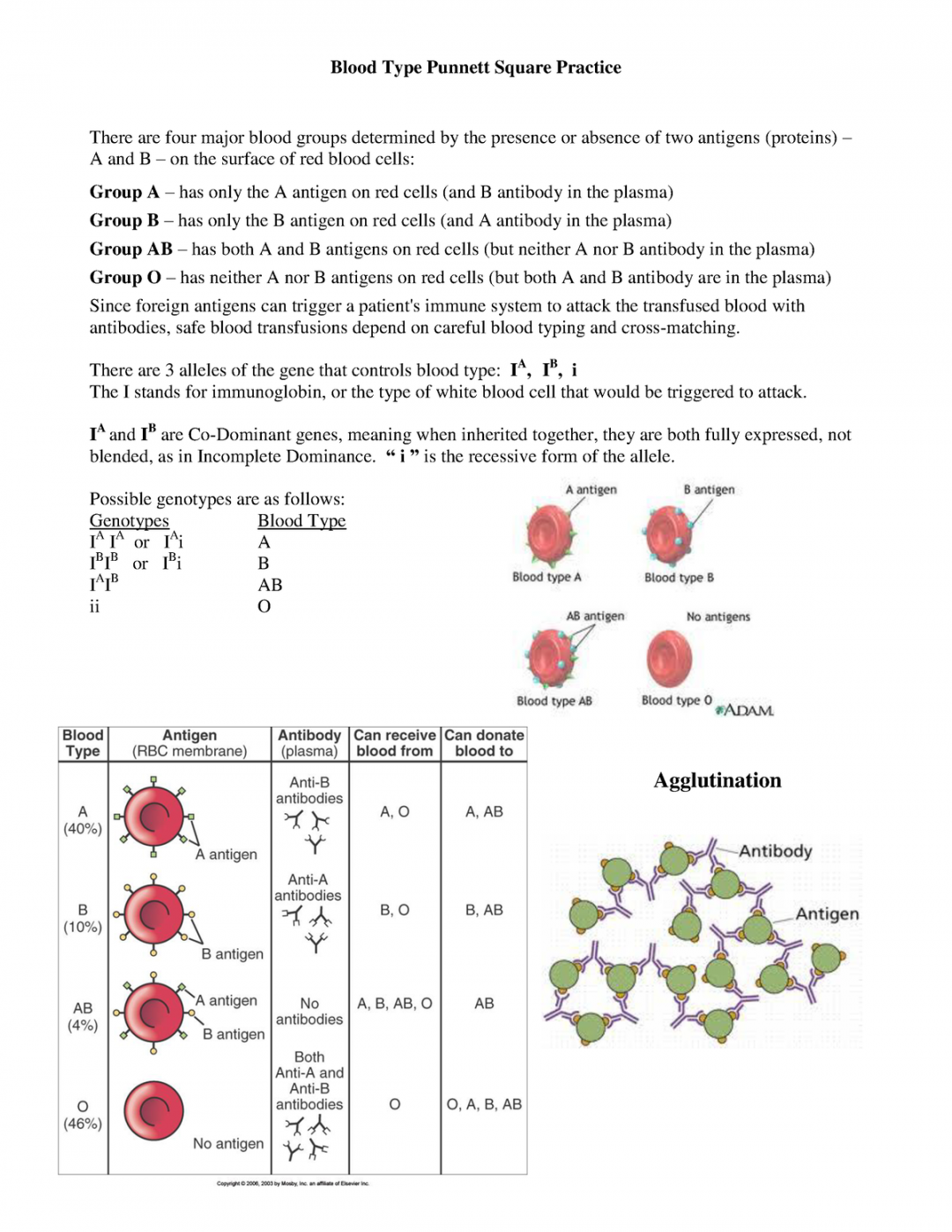 Blood Typing Practice Worksheet Answers Printable PDF Template