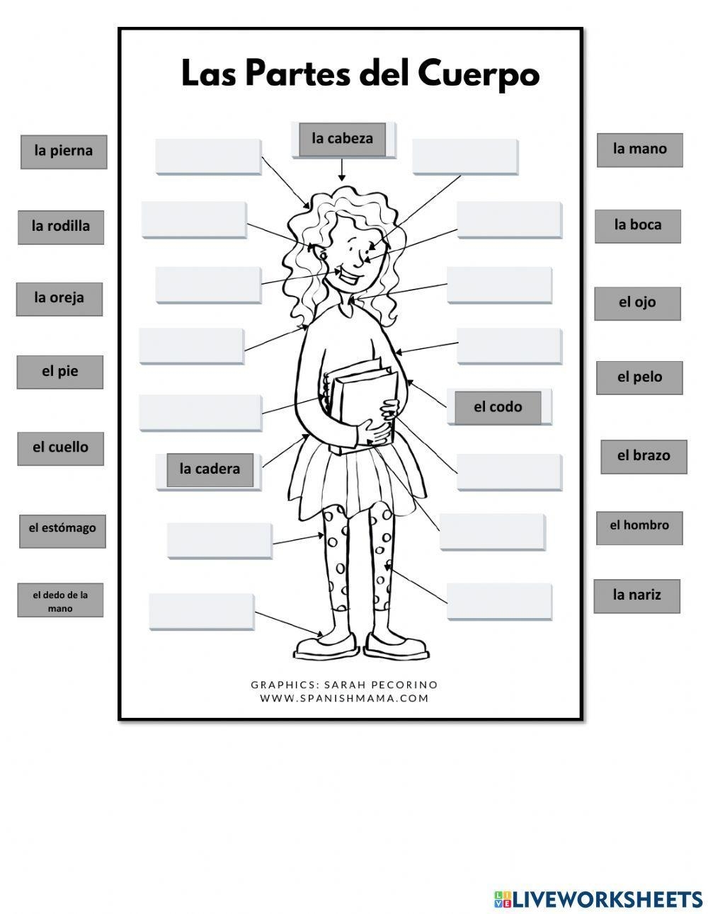 Body Parts Spanish Definition ESL Worksheet By Munirivera 