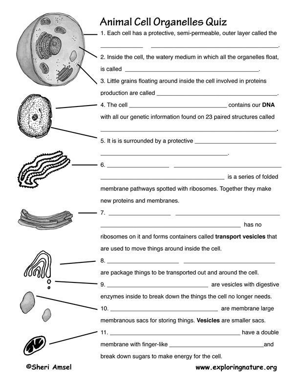 cell function and structure worksheet