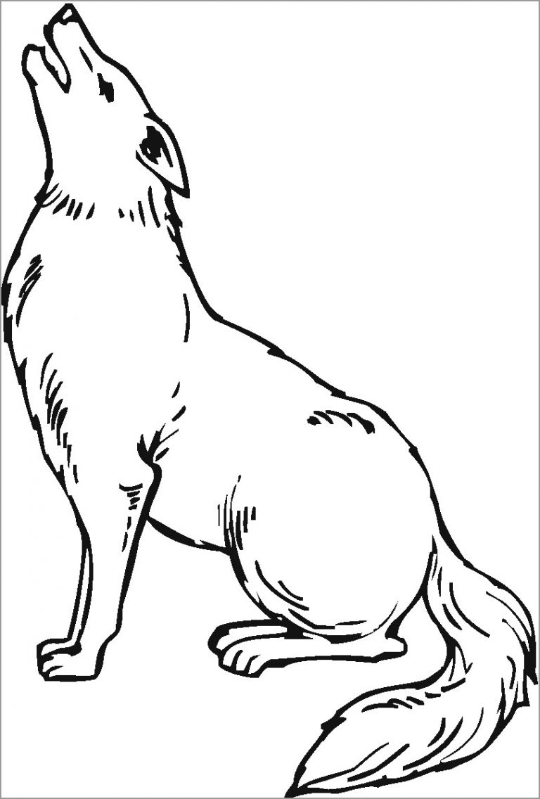 Coyote Howling Coloring Page ColoringBay