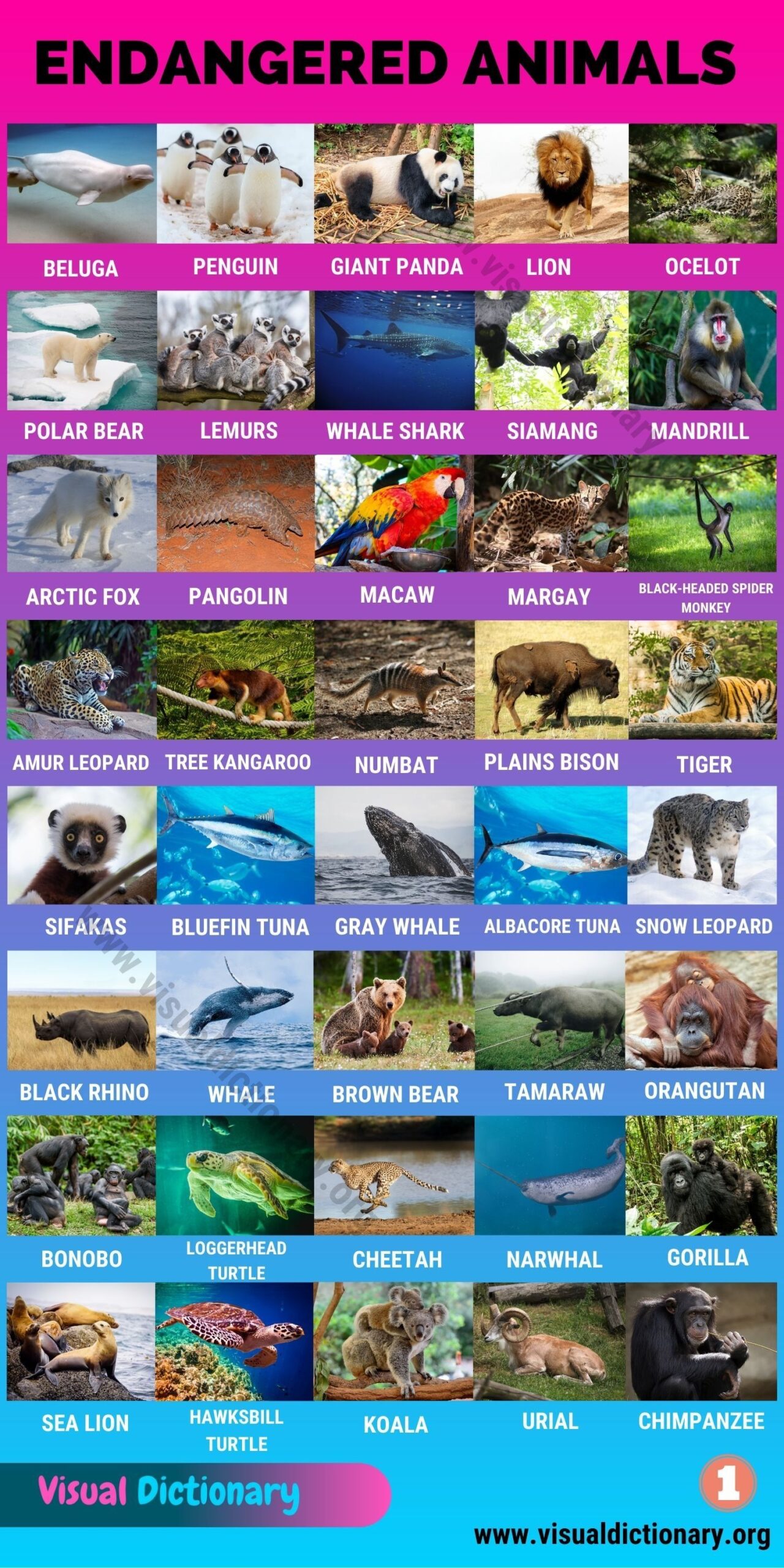 Desert Animals 38 Wonderful Animals Poster In English Spanish And French