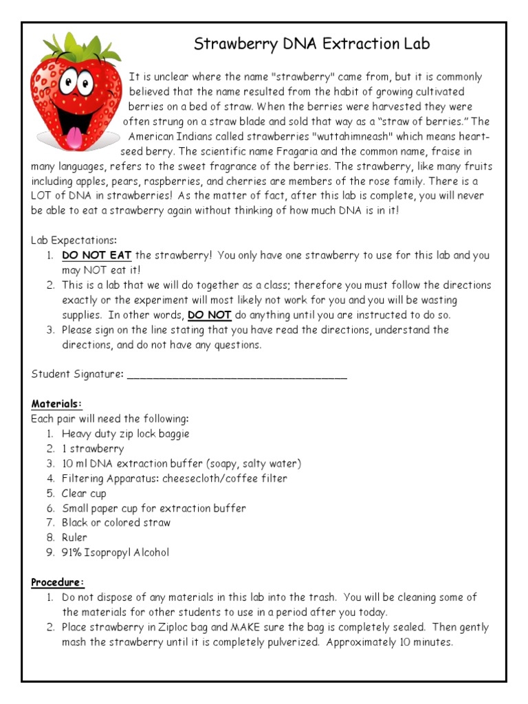 strawberry dna extraction lab worksheet