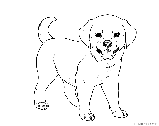 Dog Puppy Coloring Page Turkau