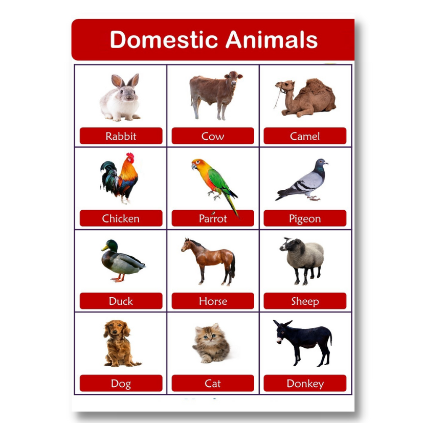 printable pictures of domestic animals