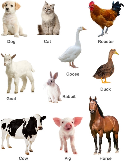 Domestic Animals Printable