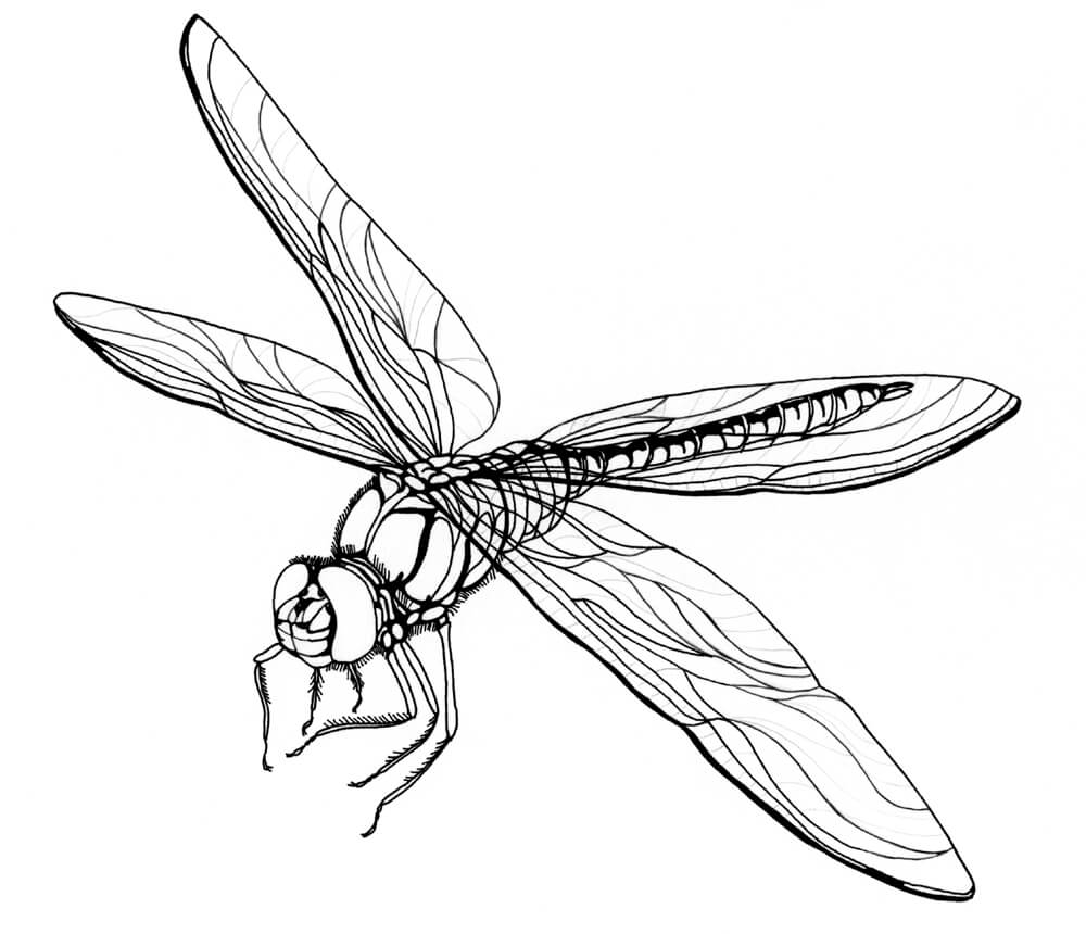 Dragonfly Coloring Pages Printable Coloring Pages FREE