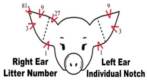 Ear Notching Certified Pedigreed Swine