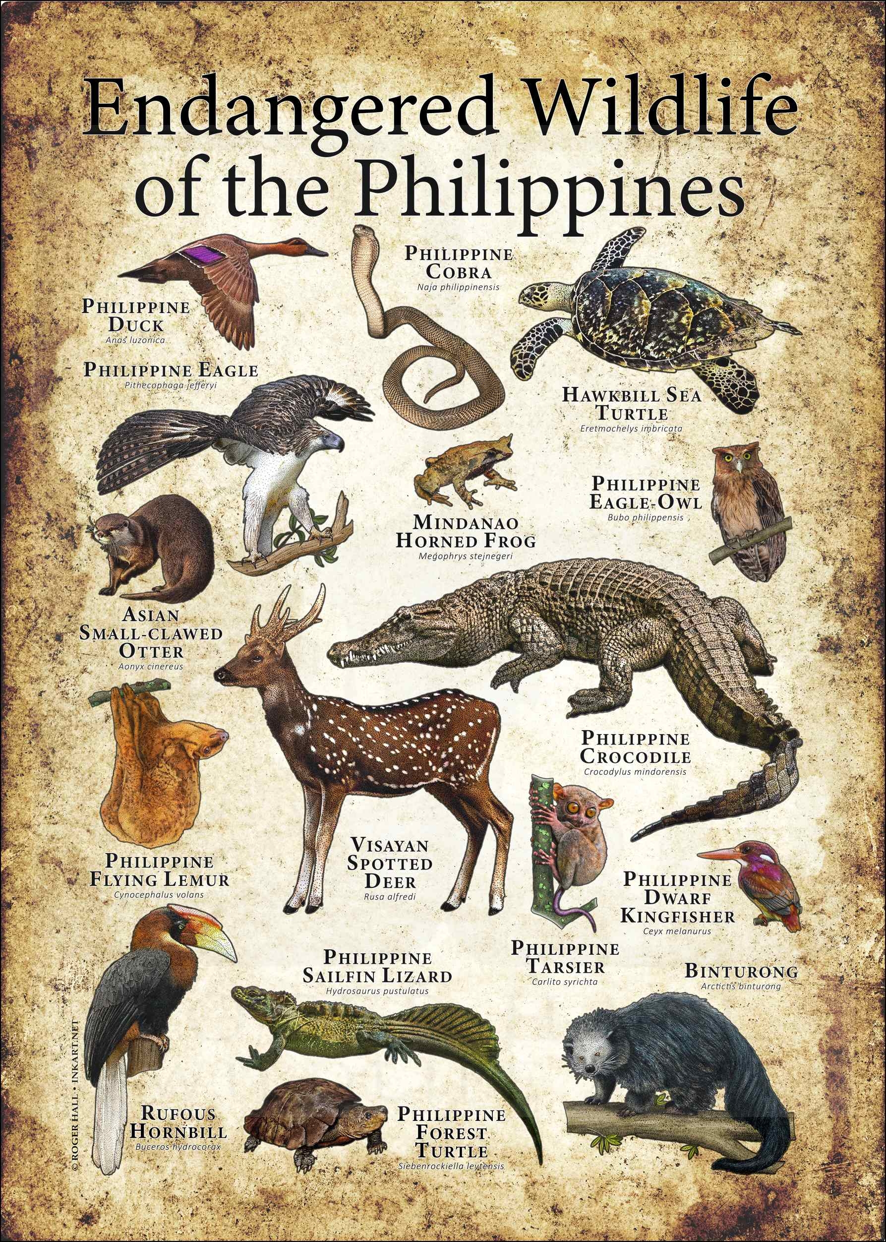 Endangered Animals In The Philippines With Names And Pictures Official 