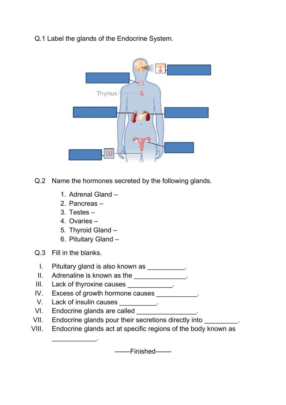 worksheets on endocrine system