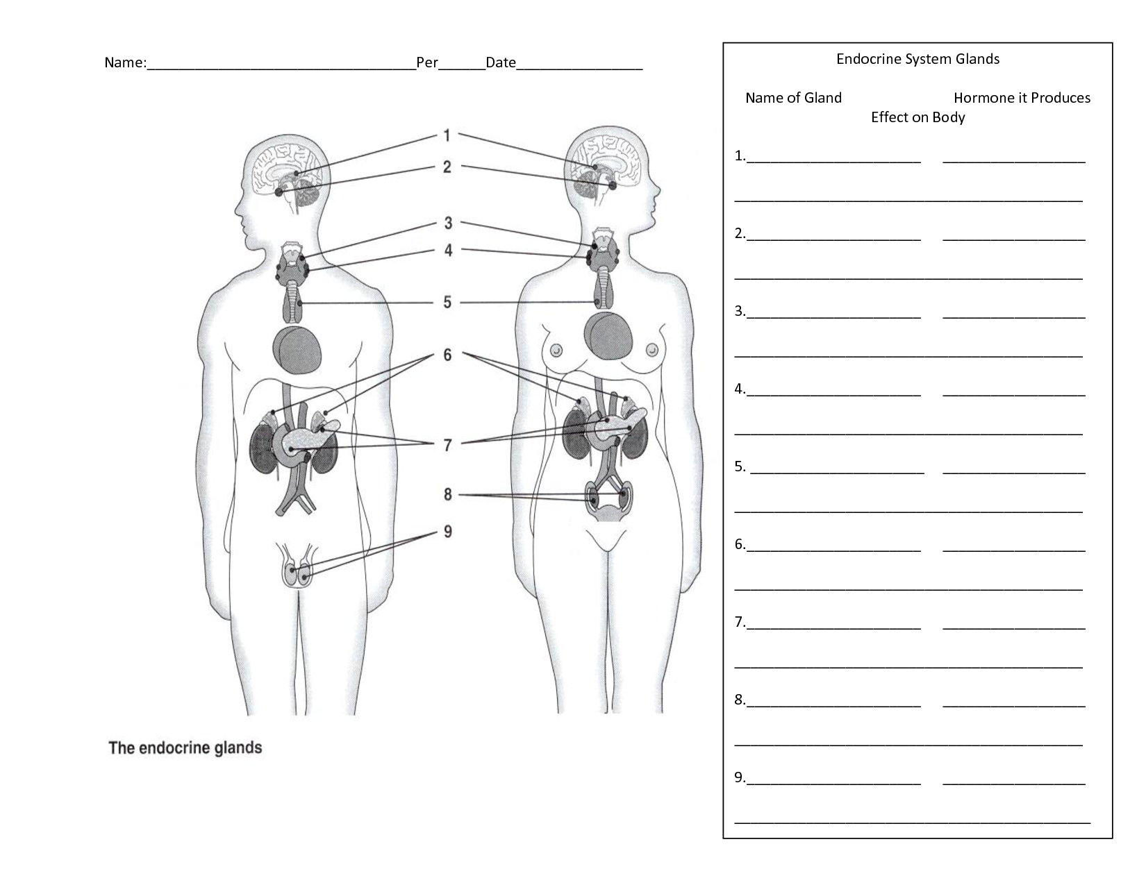 Endocrine System Worksheets