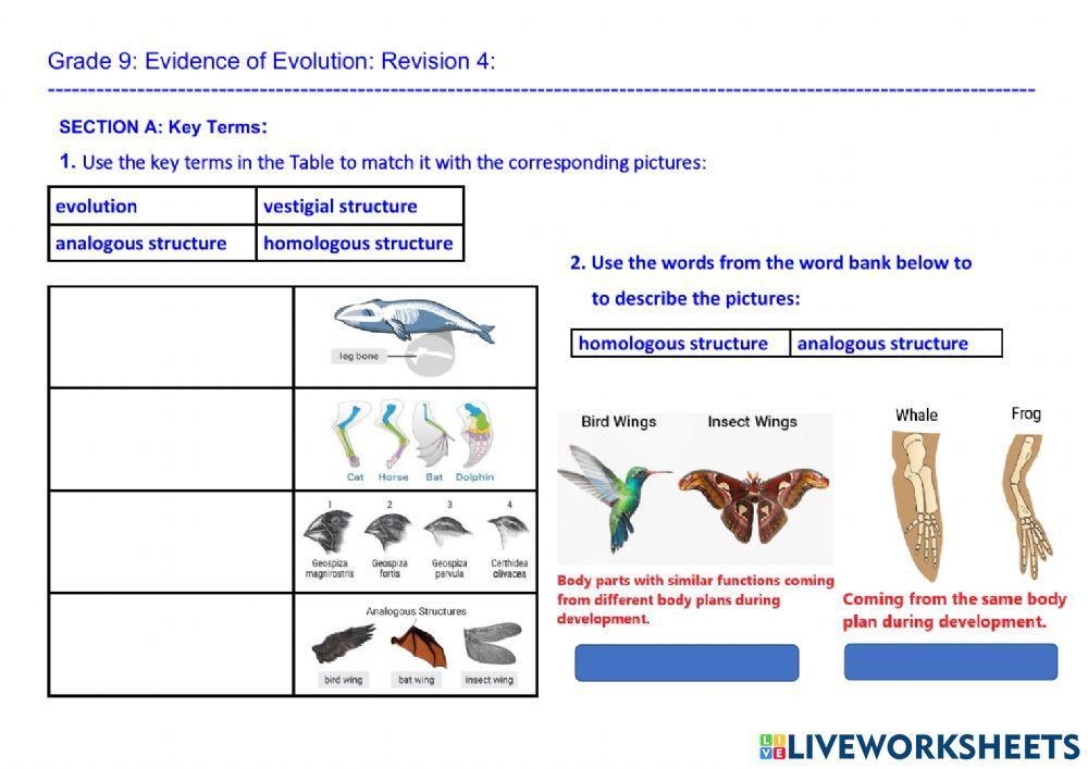 what is the evidence for evolution stated clearly worksheet