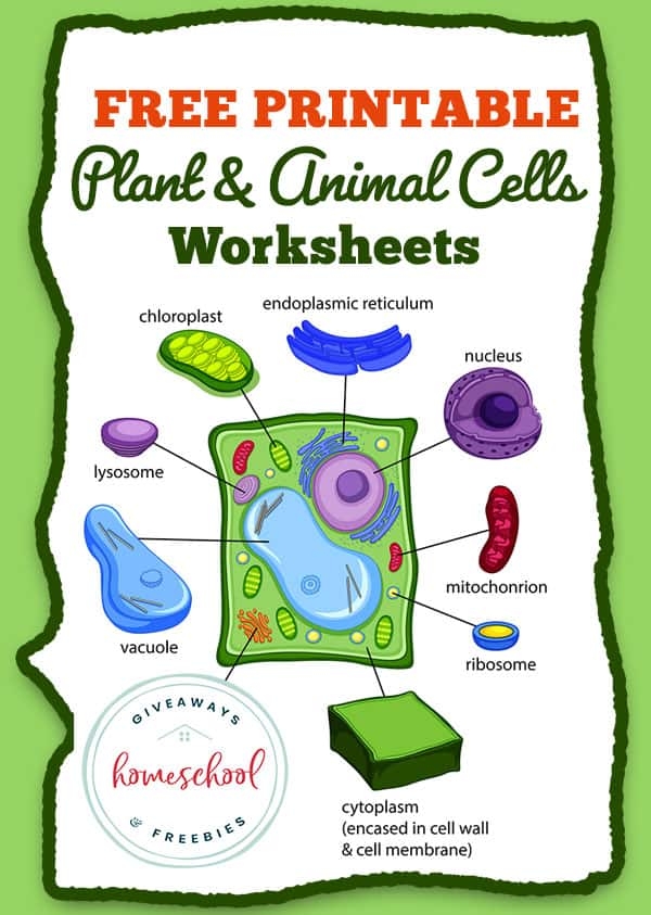 worksheet plant and animal cells