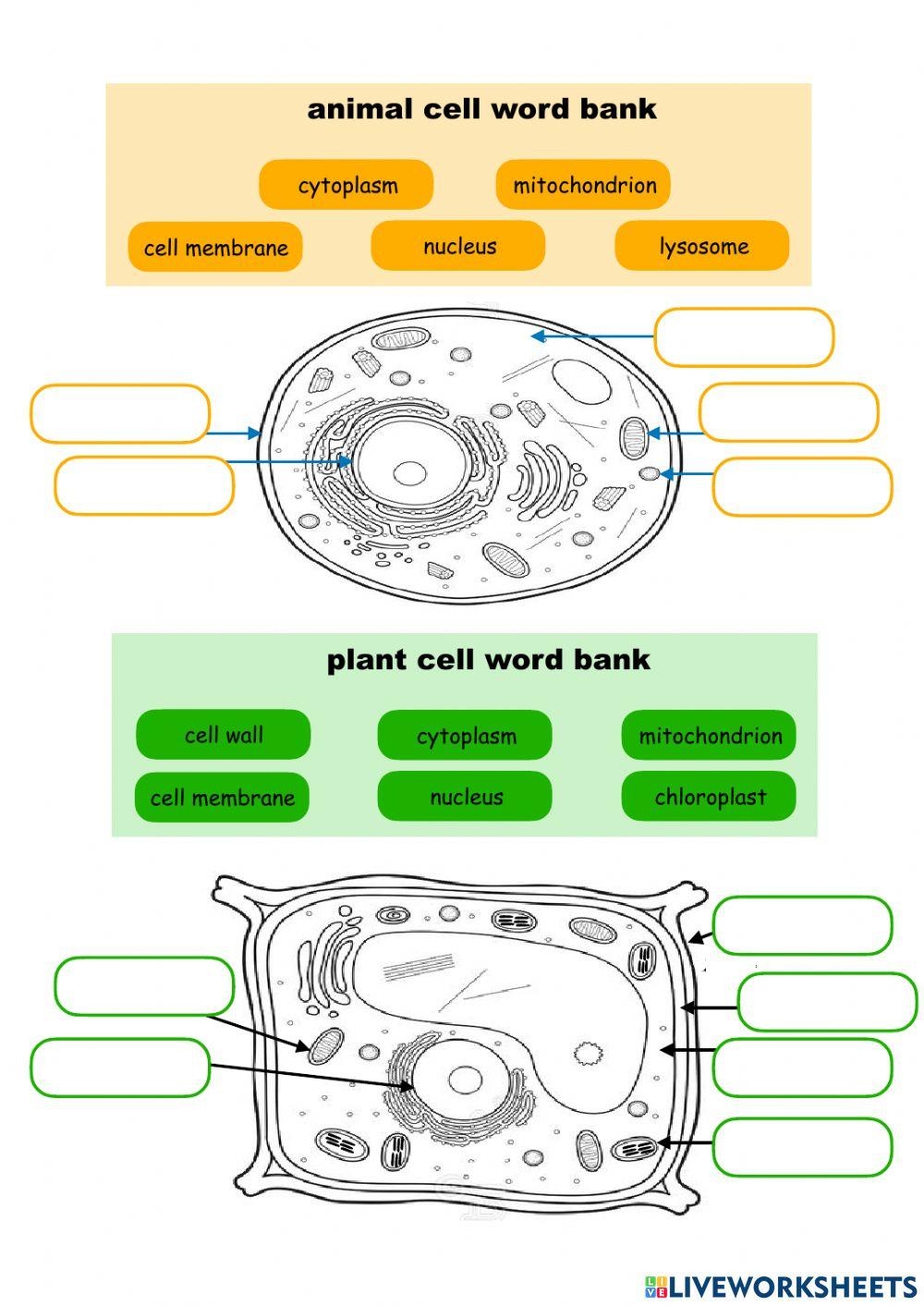 Free Animal Cells Vs Plant Cells Worksheet Download Free Animal Cells 