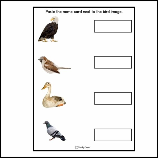 birds worksheet