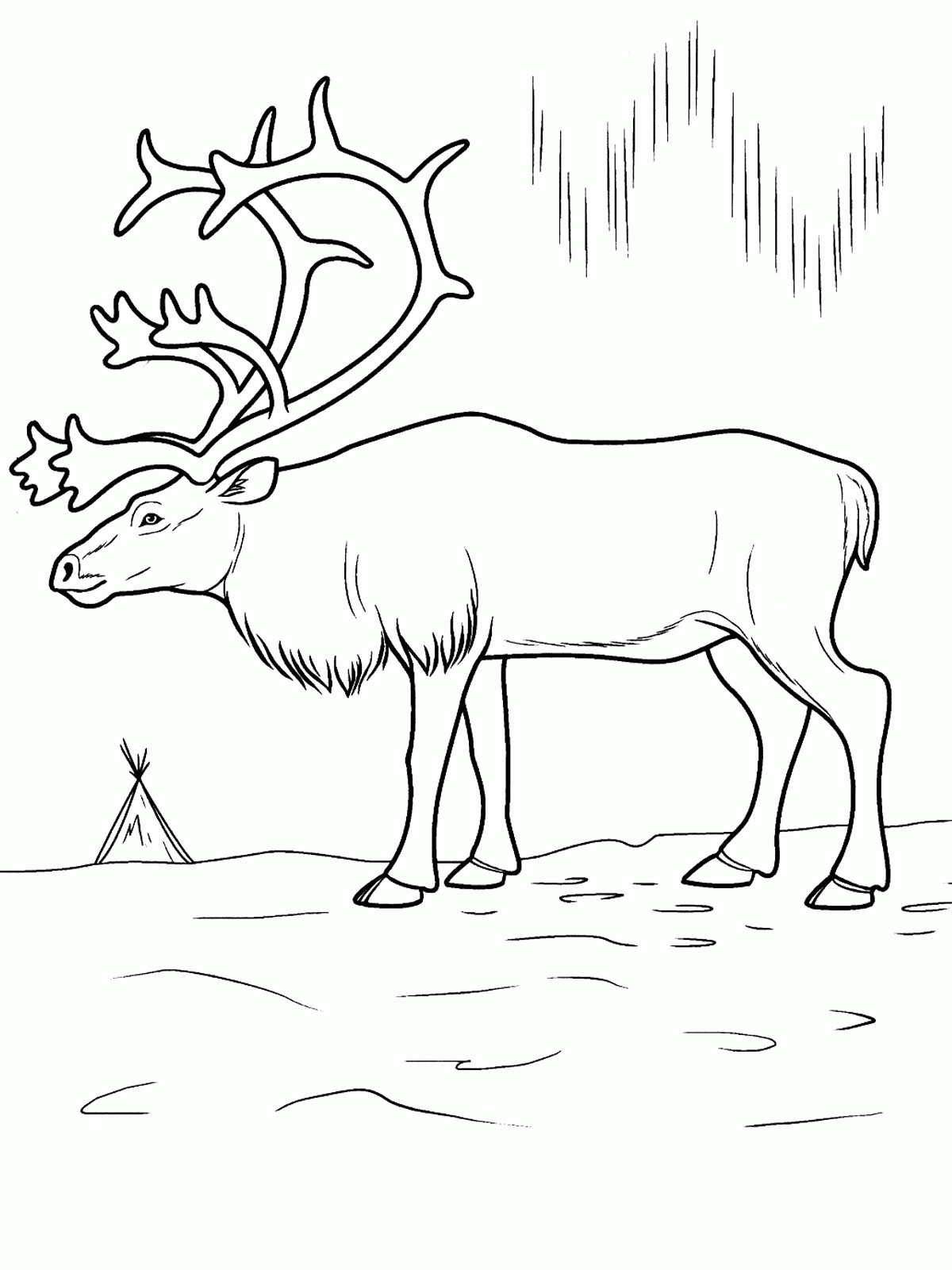 Free Printable Arctic Animals Coloring Pages Coloring Home