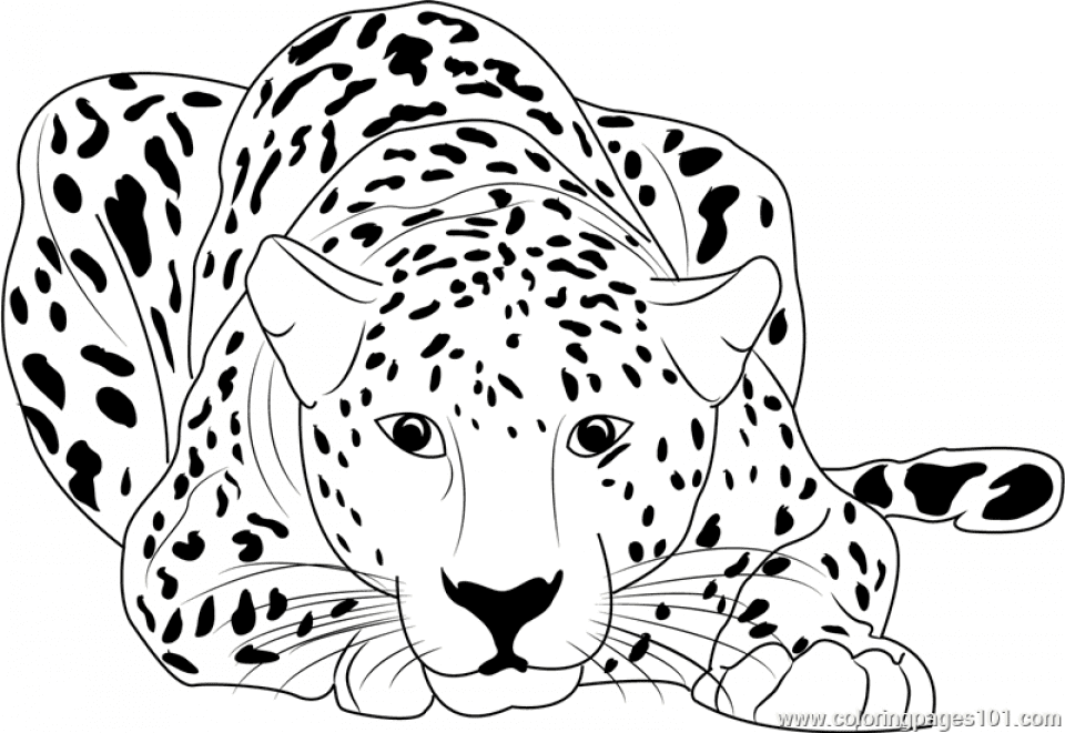 Free Printable Cheetah Coloring Page Free Printable Coloring Pages