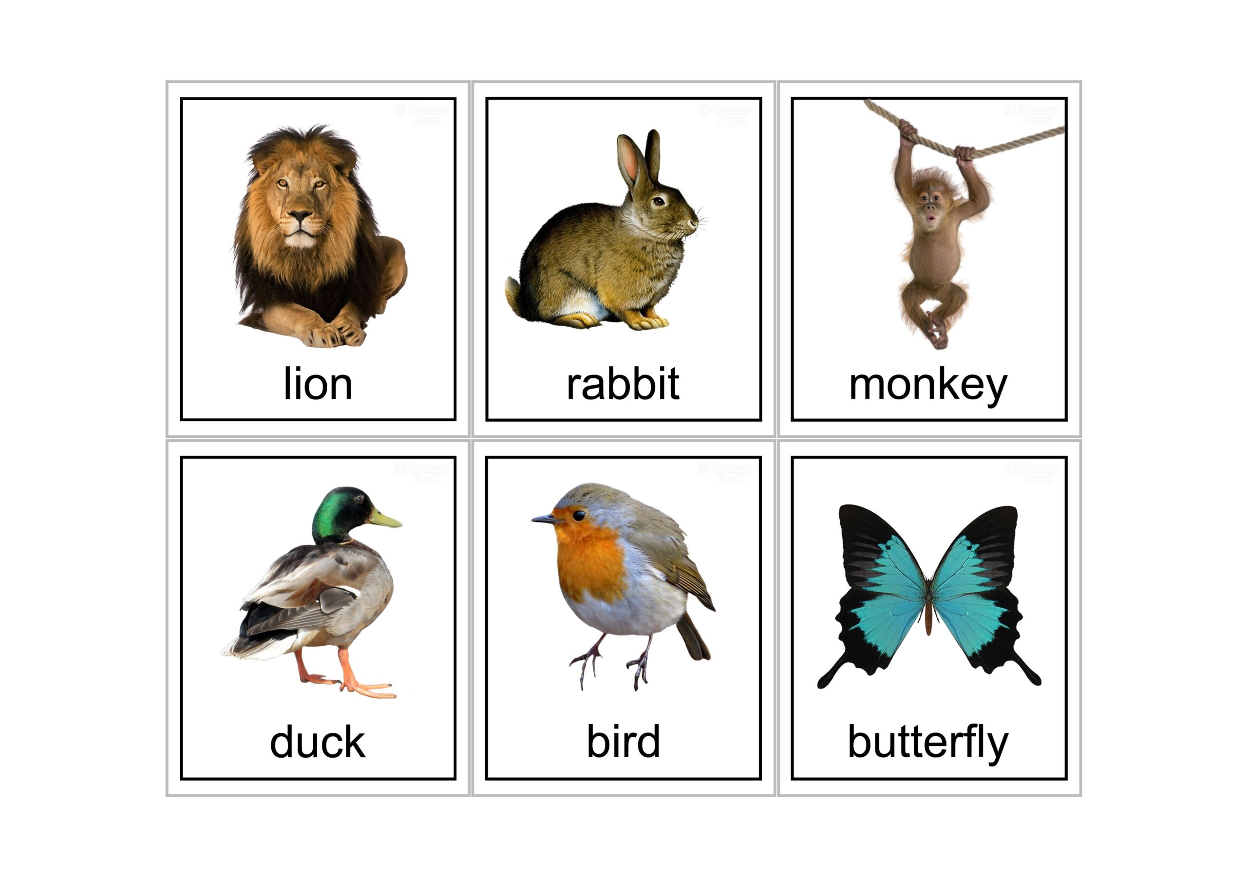 Free Printable Printable Animal Flash Cards Printable Templates By Nora