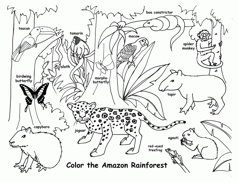 free printable pictures of rainforest animals