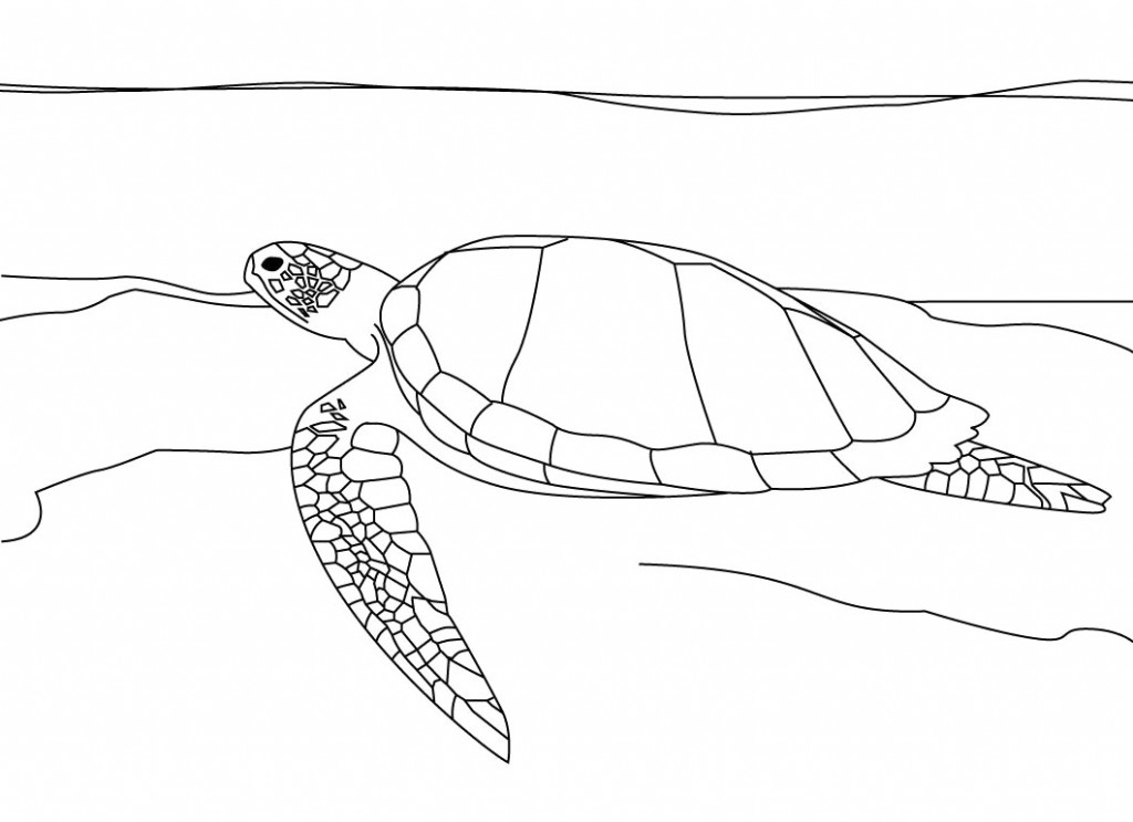 sea turtle coloring pages free
