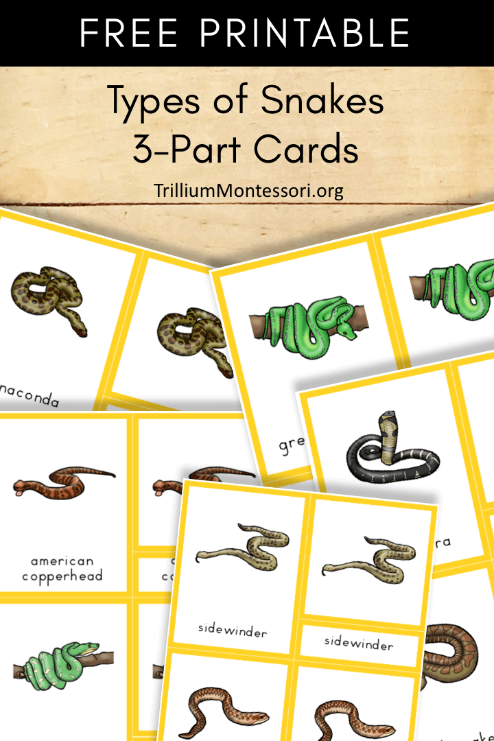 Free Printable Snakes 3 Part Cards